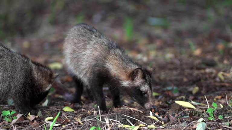 Snake Raccoon Raccoon Attack Videos and HD Footage - Getty Images