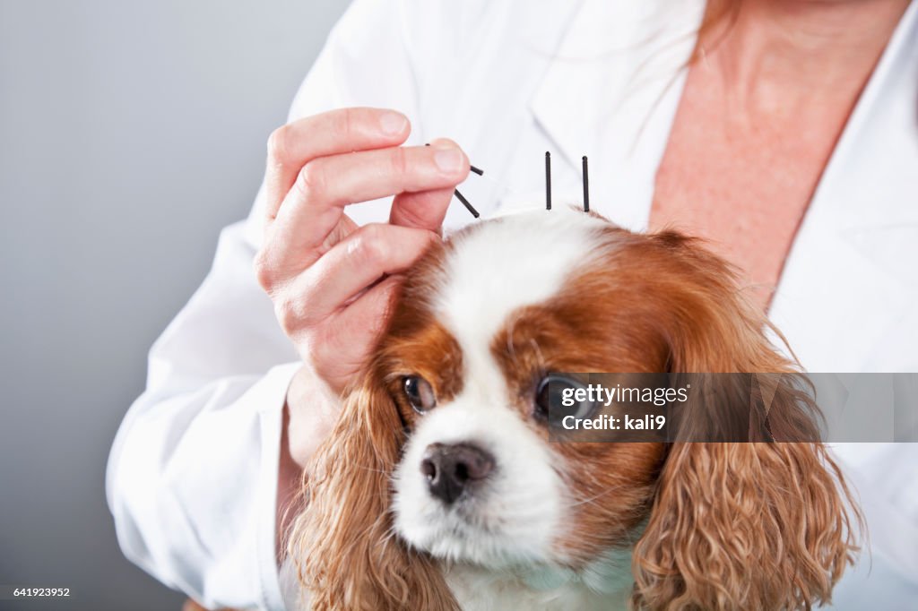 Veterinario a cargo de perros con la acupuntura