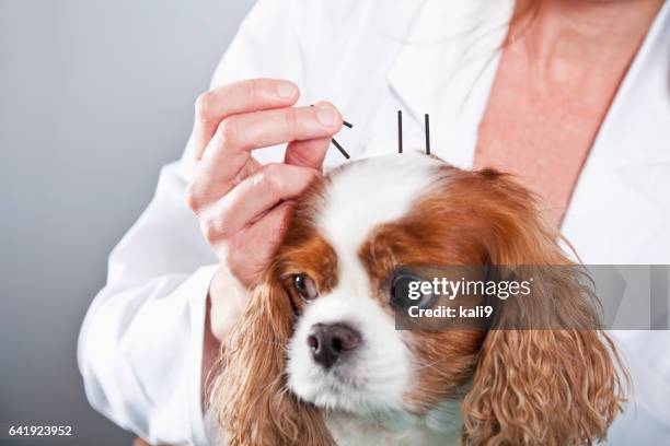 veterinario con cane trattamento di agopuntura - agopuntura foto e immagini stock