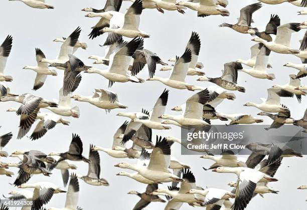 headed west - schneegans stock-fotos und bilder