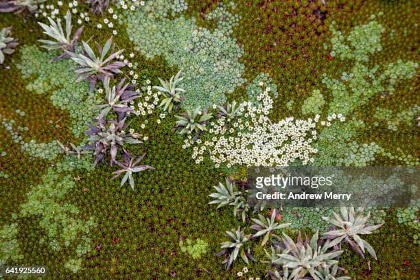 moss and lichen on mount ossa - lachen stock pictures, royalty-free photos & images