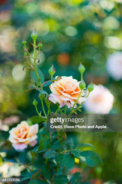 Autumn Rser Autumn Roses Photos and Premium High Res Pictures - Getty Images