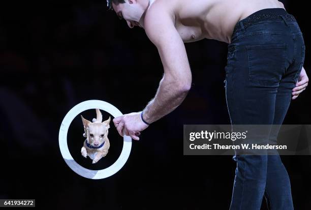 Christian Stoinev and Scooby prerforms during halftime of an NBA basketball game between the Chicago Bulls and Golden State Warriors at ORACLE Arena...