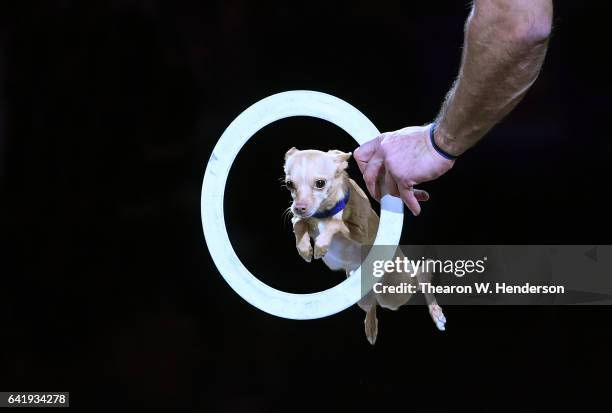 Christian Stoinev and Scooby prerforms during halftime of an NBA basketball game between the Chicago Bulls and Golden State Warriors at ORACLE Arena...