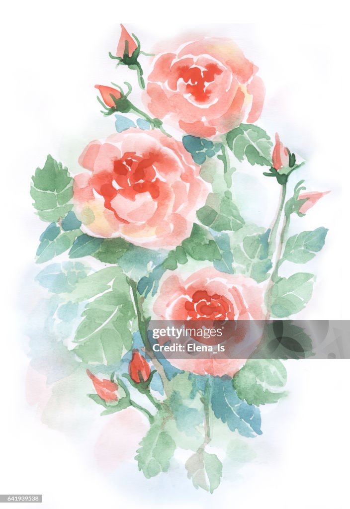 Watercolor rose