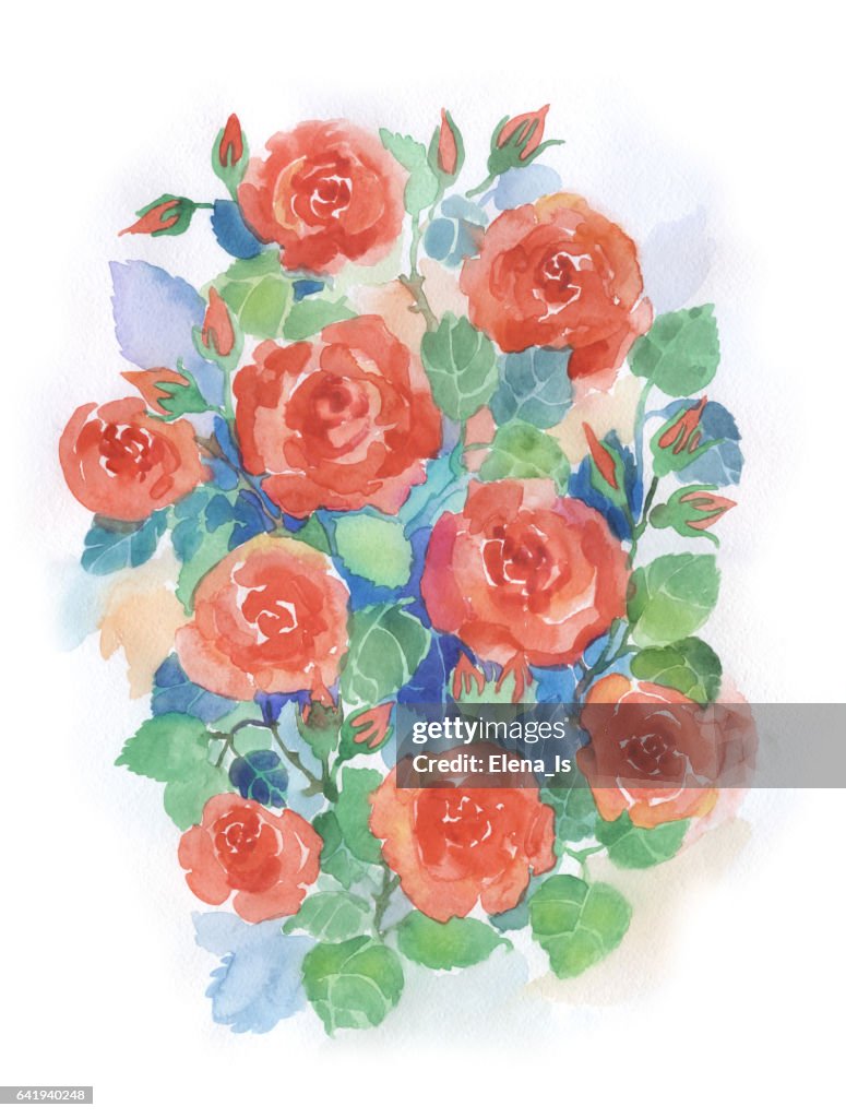 Watercolor rose