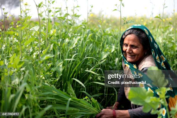 rural women cutting silage for domestic cattle - farmer stock pictures, royalty-free photos & images