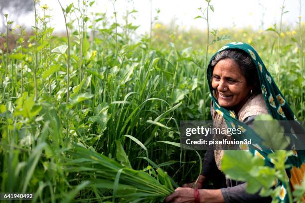 rural women cutting silage for domestic cattle - rural stock pictures, royalty-free photos & images