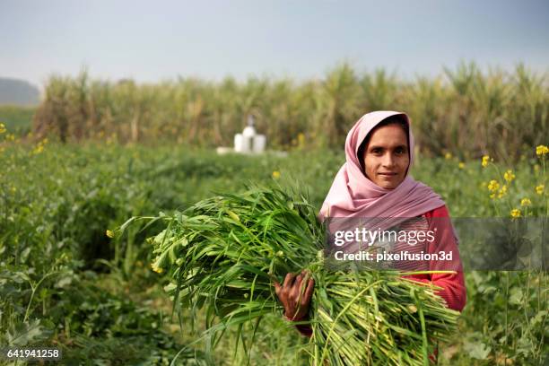 frauen in ländlichen gebieten mit tierischen silage - indian woman stock-fotos und bilder