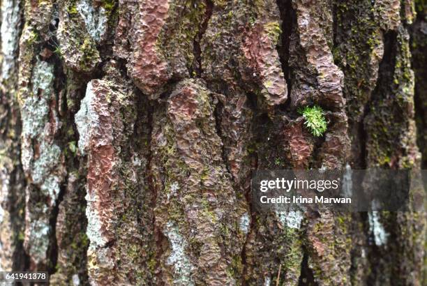Java Moss On Tree 595 Java Moss Stock Photos, High-Res Pictures, and Images - Getty Images