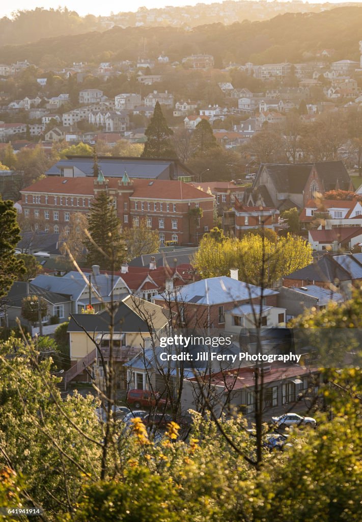 North Dunedin View