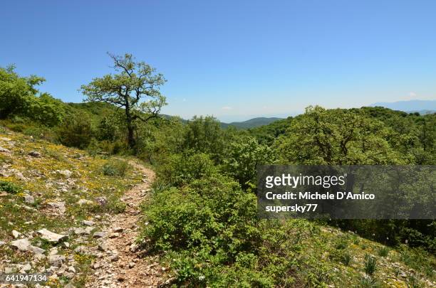 footpath in a dry oak forest under the blue sky - quercus pubescens stock pictures, royalty-free photos & images