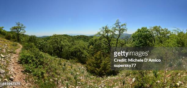 footpath in a dry oak forest under the blue sky - quercus pubescens stock pictures, royalty-free photos & images
