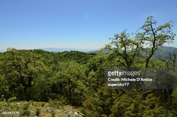 wild oak forest under the blue sky - quercus pubescens stock pictures, royalty-free photos & images