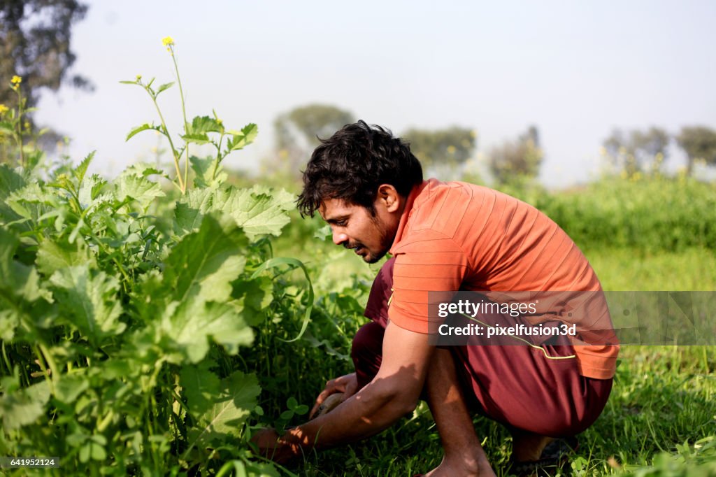 Farmer cutting silage