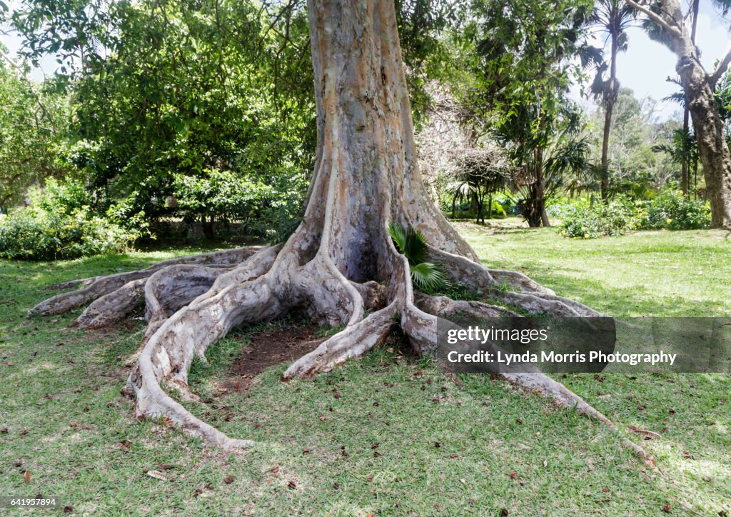Mauritius -tropical tree