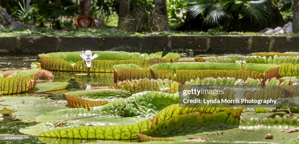 Mauritius - Giant Water Lilies at Pamplemousse