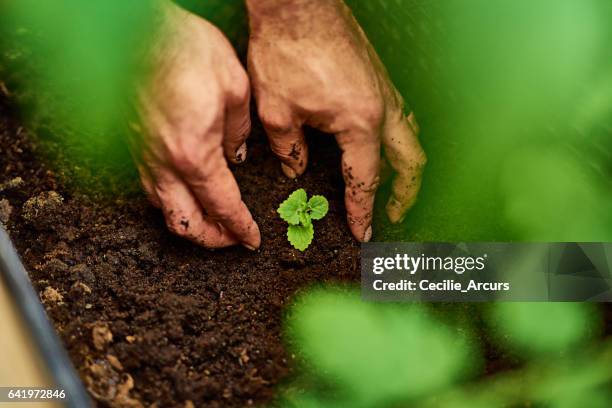 feed the soil, feed your soul - plant nursery stock pictures, royalty-free photos & images
