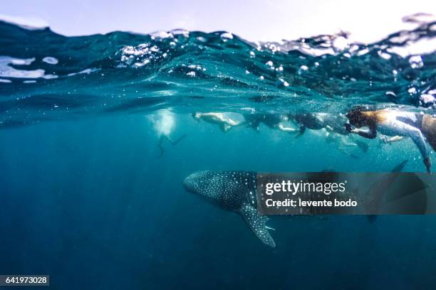 whale shark (rhincodon typus) swimming right at the camera in crystal clear blue waters off the coast of maldives. marine life and underwater scene, sun rays and sunlight. adventures wildlife banner - manta ray stock pictures, royalty-free photos & images