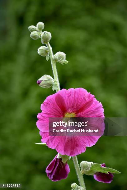 close up of pink flowering hollyhock - stockrose stock-fotos und bilder