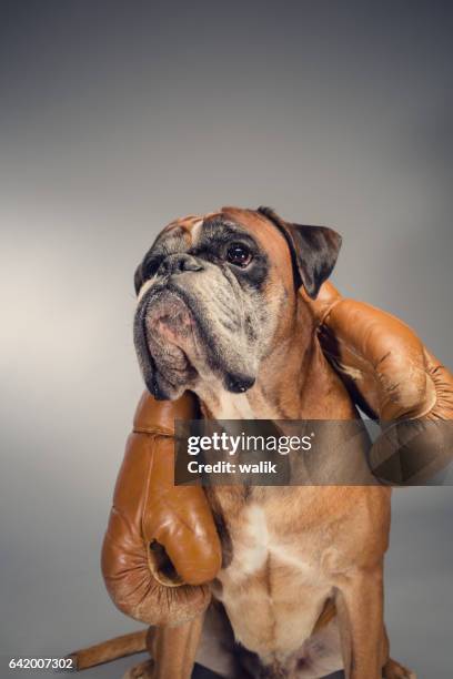 boxer dog holding an old boxing gloves. - dog fighting stock pictures, royalty-free photos & images