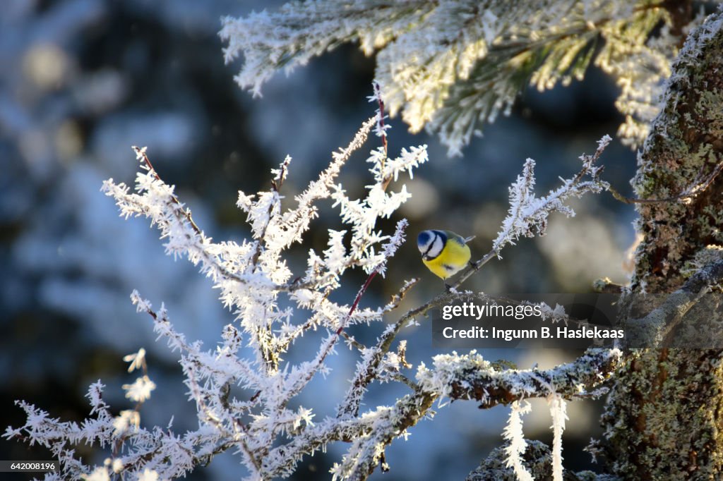 Birds in the garden during winter. Blue tit sitting in a frosted tree in cold and snowy weather.