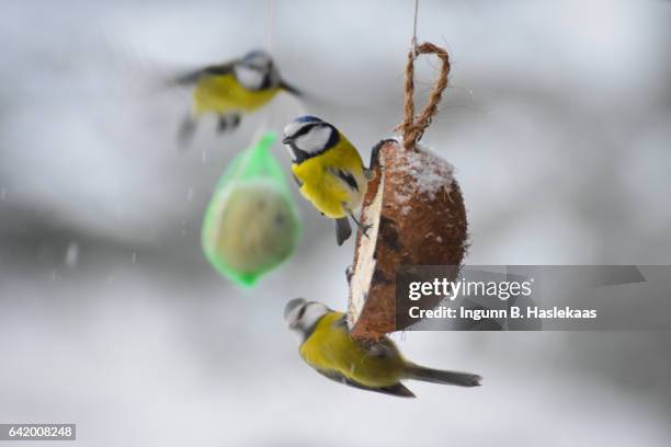 birds in the garden during winter. three blue tit in cold and snowy weather. - bluetit stock pictures, royalty-free photos & images