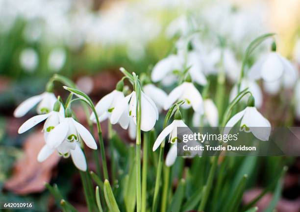 snowdrops - snowdrop - fotografias e filmes do acervo