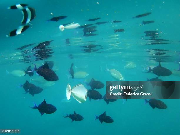 shoal of red-toothed triggerfish and other tropical fish - pyramid butterflyfish or hemitaurichthys polylepis stockfoto's en -beelden