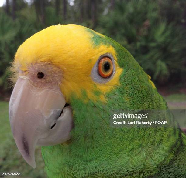 yellow naped amazon parrot - gelbnackenamazone stock-fotos und bilder