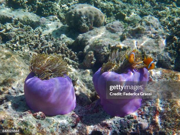 heteractis magnifica (sea anemone) with amphiprioninae fish (clown fish) - anemone magnifica stock pictures, royalty-free photos & images