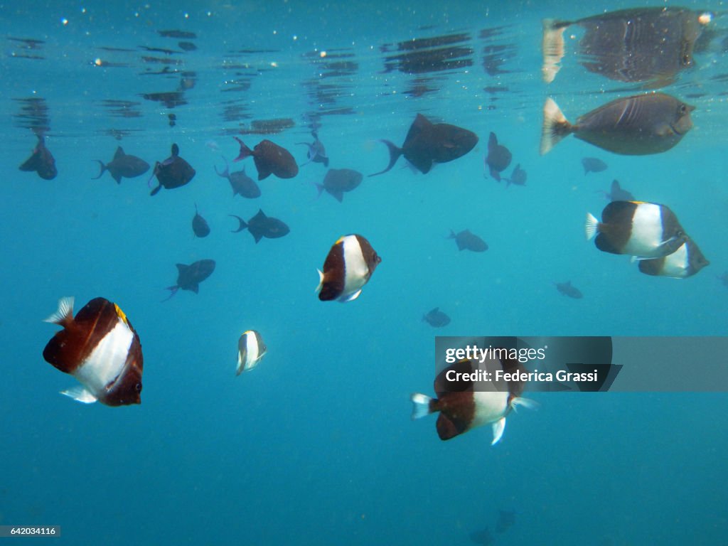 Black Pyramid Butterflyfish And Red-toothed Triggerfish