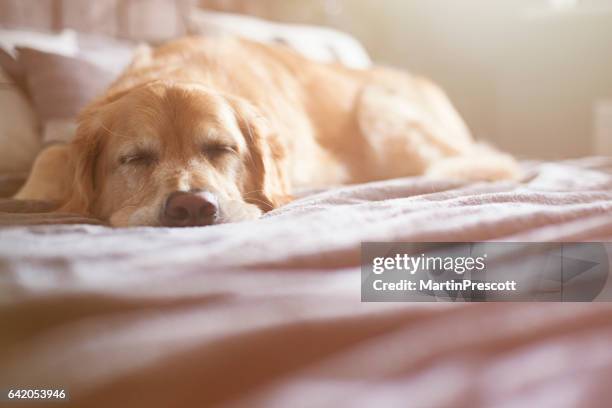 sleeping dog - dog resting stock pictures, royalty-free photos & images