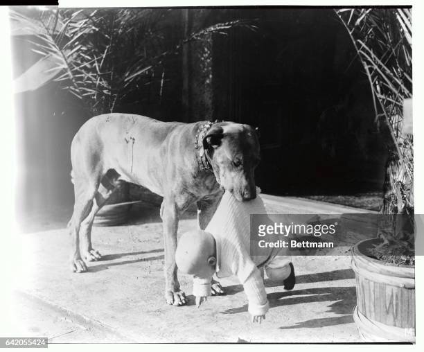 Canine actor, Teddy The Dog, , picks up Little Davy in a publicity still for the Mack Sennett silent comedy short, 'Friend Husband’, directed by...