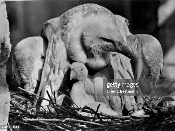 This is the first photo of the young vulture, made a few days after emergence from the egg. The male parent, a mean look in his eye, stands guard...