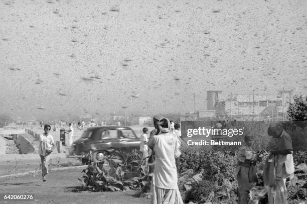 Locust swarm darkens the sky over suburban Karachi as youngsters turn out to collect the insects. Deep fried, the locust are considered delicacies in...