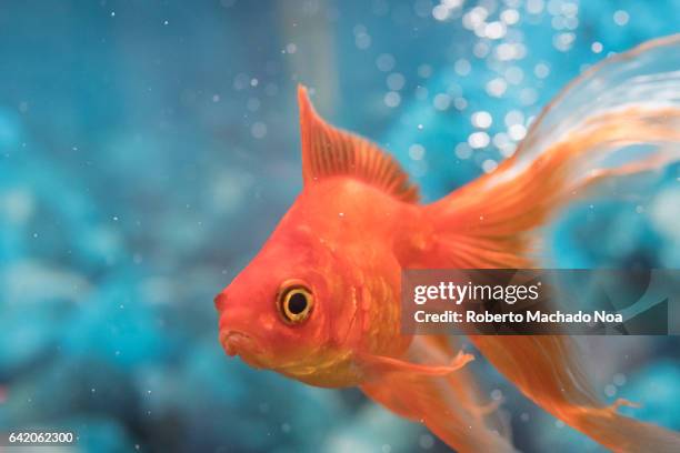 beautiful red orange goldfish pet in house tank or aquarium. - goldfish stock pictures, royalty-free photos & images