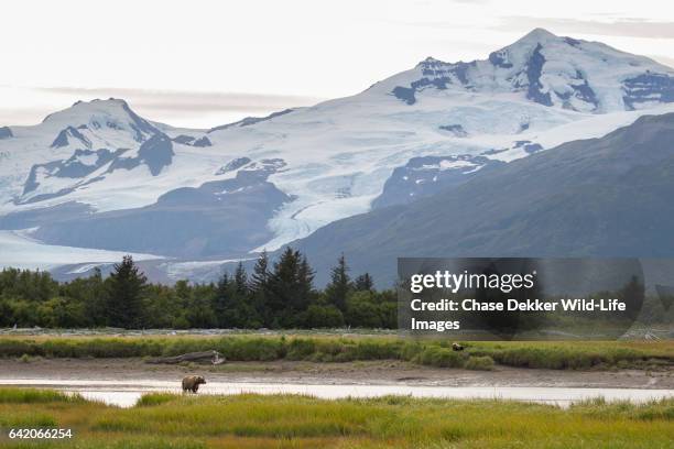 katmai national park - aleuterna bildbanksfoton och bilder