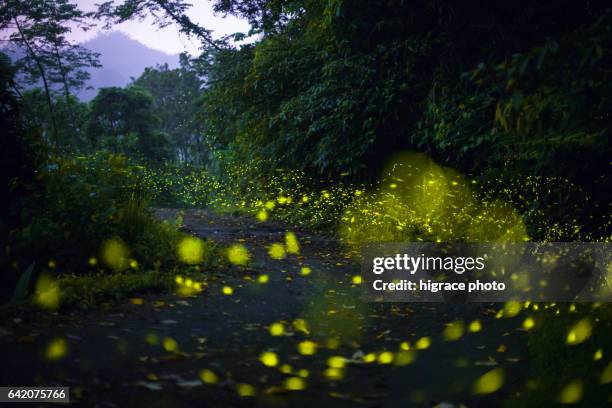 firefly light in summer night - fireflies stock-fotos und bilder