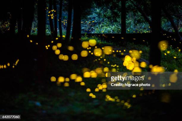 firefly light in summer night - glowworm 個照片及圖片檔