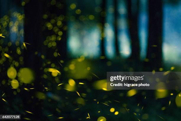 firefly light in summer night - firefly stock pictures, royalty-free photos & images