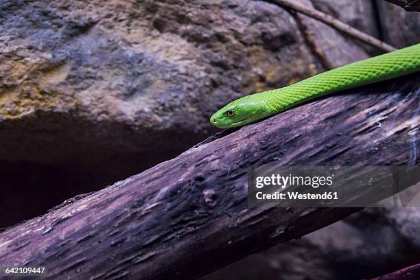 western green mamba on a branch - tree snake stock pictures, royalty-free photos & images