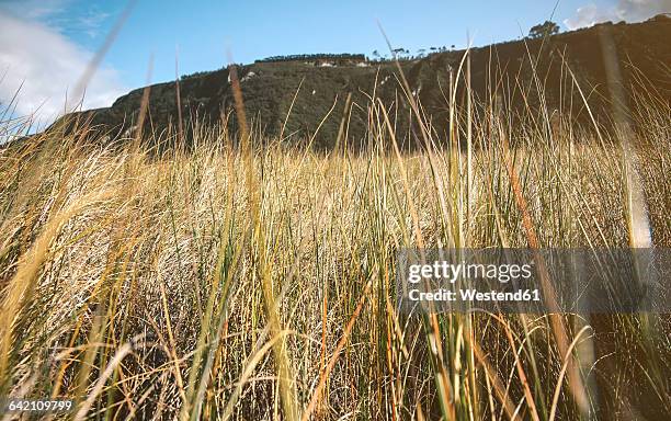 spain, asturias, low angle of tall herbs in a meadow with mountains in the background - tall high stock pictures, royalty-free photos & images