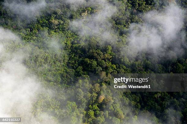 brazil, para, amazon rainforest and clouds - brazilian rainforest stock pictures, royalty-free photos & images