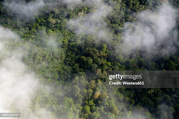 brazil, para, amazon rainforest and clouds - para state 個照片及圖片檔