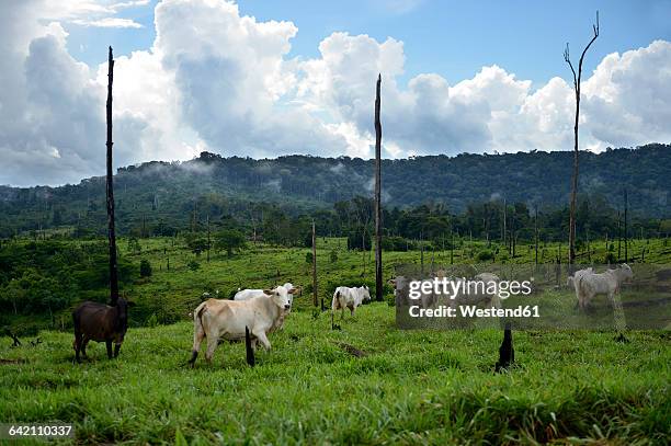 brazil, para, amazon rainforest, itaituba, slash and burn, cleared, cows on pastureland - slash and burn stockfoto's en -beelden