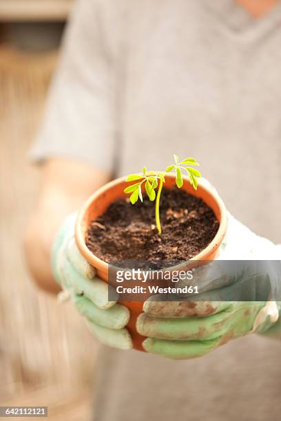 hand with glove holding flowerpot with moringa seedling - moringa oleifera stockfoto's en -beelden