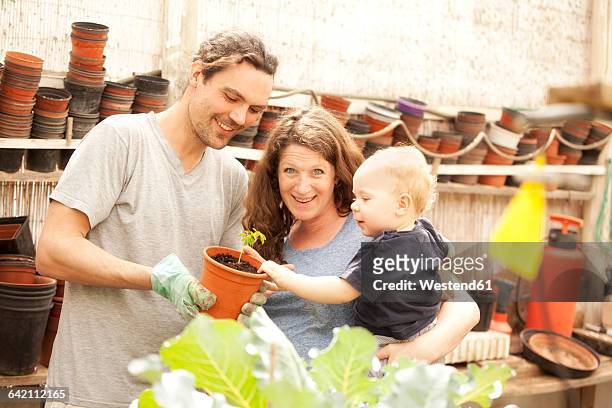 smiling family of three in greenhouse with flowerpot - moringa oleifera stockfoto's en -beelden