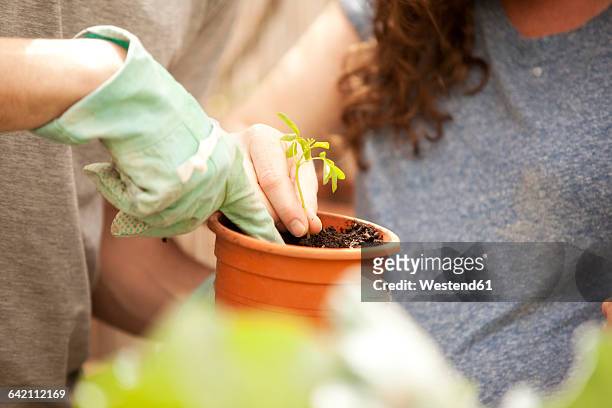 man and woman planting moringa seedling - moringa oleifera stockfoto's en -beelden