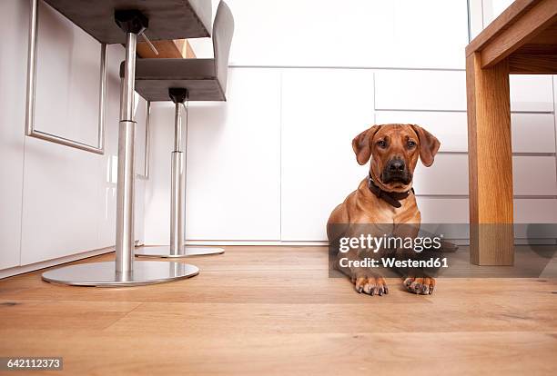 portrait of rhodesian ridgeback lying on wooden floor at home - bloodhound ストックフォトと画像